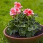 Geranium Perennial Bonsai Flower Plantas Pelargonium 60 Seeds