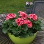 Geranium Perennial Bonsai Flower Plantas Pelargonium 60 Seeds
