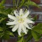 Passion Flower Passiflora Incarnata Certified Pure 40 Seeds
