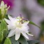 Passion Flower Passiflora Incarnata Certified Pure 40 Seeds