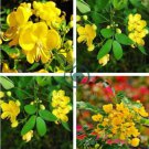 Cassia Seeds herb catsia tora Linn Chinese herb 40 Seeds