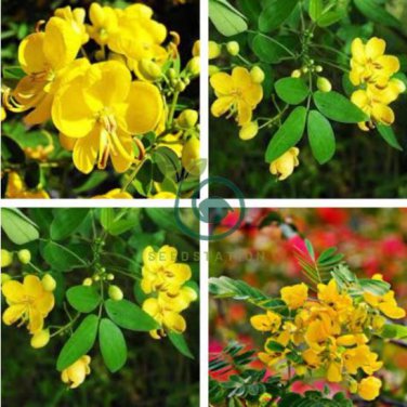 Cassia Seeds herb catsia tora Linn Chinese herb 40 Seeds