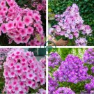 Phlox Drummondii Cuspidata Flower 200 Seeds