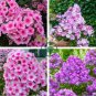 Phlox Drummondii Cuspidata Flower 200 Seeds