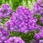 Phlox Drummondii Cuspidata Flower 200 Seeds