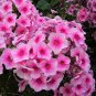 Phlox Drummondii Cuspidata Flower 200 Seeds