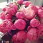 Peony Flower Bonsai for Home Garden 20 Seeds