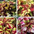 Exotic Colorful Coleus 300 Seeds