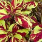 Exotic Colorful Coleus 300 Seeds