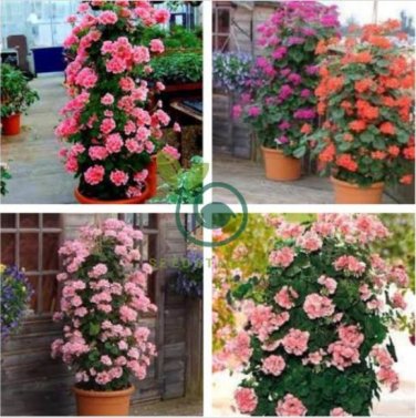Climbing Geranium Rare Bonsai Flower Perennial Plant Pelargonium 100 Seeds