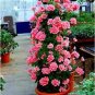 Climbing Geranium Rare Bonsai Flower Perennial Plant Pelargonium 100 Seeds
