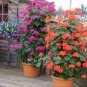 Climbing Geranium Rare Bonsai Flower Perennial Plant Pelargonium 100 Seeds