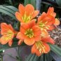 Medium Flower Real Bowl clivia pots 2 Seeds