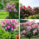 Genuine Osiria Rose Tree Bonsai Fresh Rare Rosa Chinese 400 Seeds