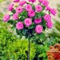 Genuine Osiria Rose Tree Bonsai Fresh Rare Rosa Chinese 400 Seeds