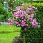 Genuine Osiria Rose Tree Bonsai Fresh Rare Rosa Chinese 400 Seeds