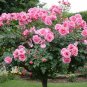 Genuine Osiria Rose Tree Bonsai Fresh Rare Rosa Chinese 400 Seeds
