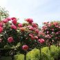 Genuine Osiria Rose Tree Bonsai Fresh Rare Rosa Chinese 400 Seeds