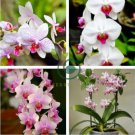 Phalaenopsis Giant Orchid Bonsai 400 Seeds