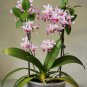 Phalaenopsis Giant Orchid Bonsai 400 Seeds