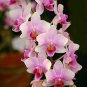 Phalaenopsis Giant Orchid Bonsai 400 Seeds