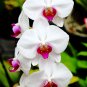 Phalaenopsis Giant Orchid Bonsai 400 Seeds
