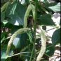 Acalypha Hispida Seeds Green Chenille Plants 200 Seeds