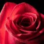 Mixed 9 Kinds of Rare Rose Flower Together Beautiful 400 Seeds