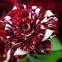 Mixed 9 Kinds of Rare Rose Flower Together Beautiful 400 Seeds