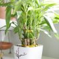 Rainbow Lucky Bamboo Bonsai Small Potted Plants Purify Dracaena Plantas 20 Seeds