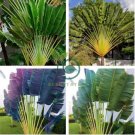 Purple Travelers Palm Flores Bonsai 200 Seeds