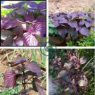 Bonsai Plants Garden Rare Plants Red Shiso Frutescens Purple Perilla Plantas 200 Seeds
