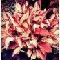 Beautiful Hosta Bonsai Perennials Lily Flower Shade 300 Seeds