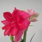Hippeastrum Bulbs Bonsai Amaryllis Barbados Lily 200 Seeds