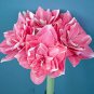 Hippeastrum Bulbs Bonsai Amaryllis Barbados Lily 200 Seeds