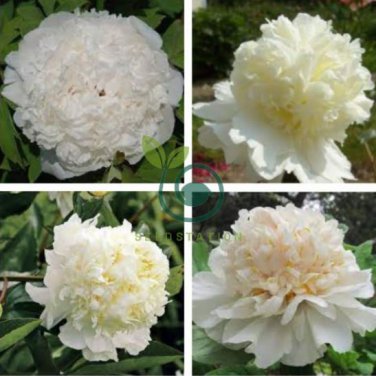 Rare Chinese Peony Seeds Light Purplish White Double Flowers 40 Seeds
