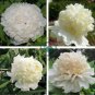 Rare Chinese Peony Seeds Light Purplish White Double Flowers 40 Seeds