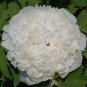 Rare Chinese Peony Seeds Light Purplish White Double Flowers 40 Seeds