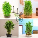 Lucky Bamboo Plants 40 Seeds