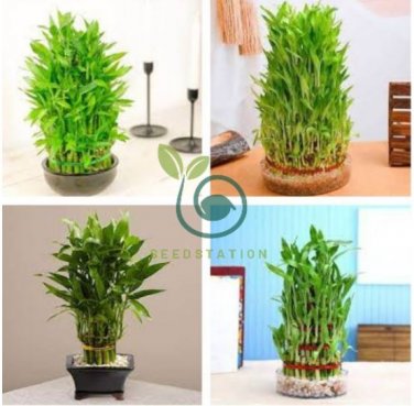Lucky Bamboo Plants 40 Seeds