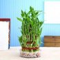 Lucky Bamboo Plants 40 Seeds
