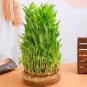 Lucky Bamboo Plants 40 Seeds