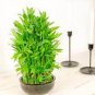 Lucky Bamboo Plants 40 Seeds