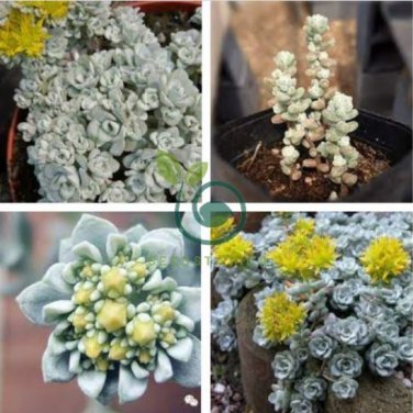 New Rare Sedum Dragons Blood Stonecrop Sedum Spurium 200 Seeds
