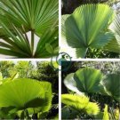 Palm Bonsai Plant Perennial Purification Air Palm Tree Family 20 Seeds