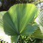 Palm Bonsai Plant Perennial Purification Air Palm Tree Family 20 Seeds