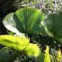 Palm Bonsai Plant Perennial Purification Air Palm Tree Family 20 Seeds