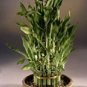 Rainbow Lucky Bamboo Bonsai Small Potted Plants Purify Dracaena Plantas 20 Seeds