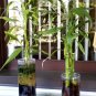 Rainbow Lucky Bamboo Bonsai Small Potted Plants Purify Dracaena Plantas 20 Seeds