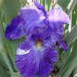 Iris Bonsai Irises Flower Bonsai Perennial Beautiful Flowering 40 Seeds